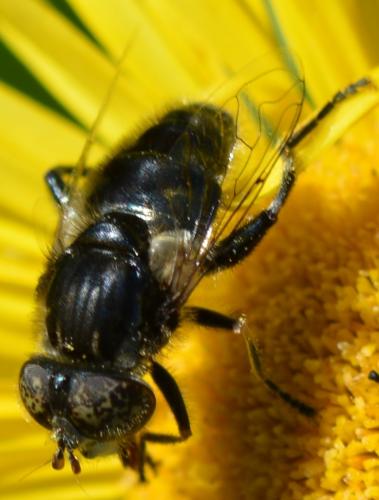 Réf. 264 808 : Eristalinus sepulchralis